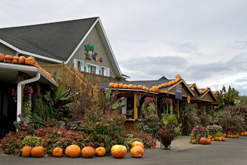 halloween pumpkins decoration