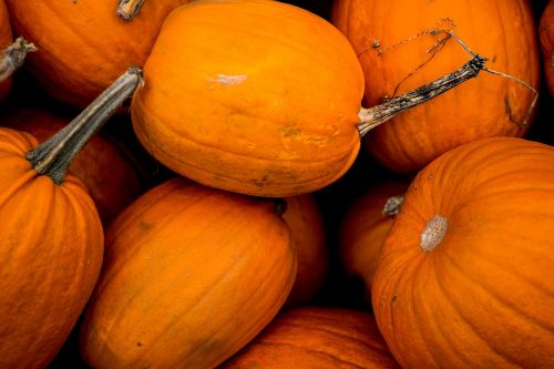 halloween autumn pumpkin