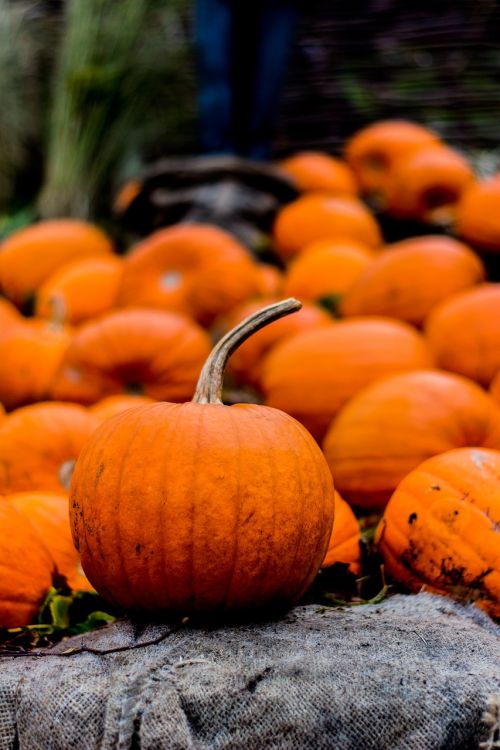 halloween autumn pumpkin