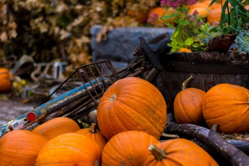 halloween autumn pumpkin