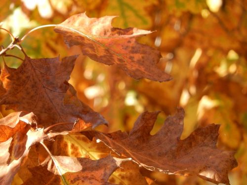 halloween autumn leaves