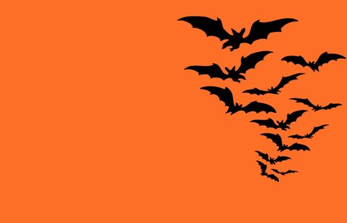 halloween  bats  bat