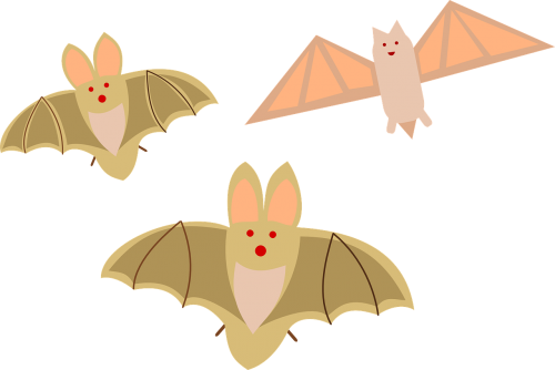 halloween bats birds