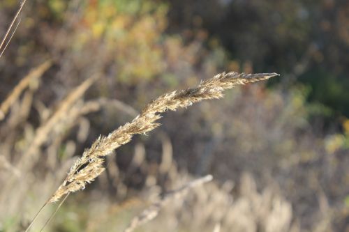 halm grass meadow