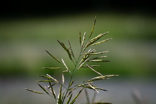 halm  blade of grass  grass