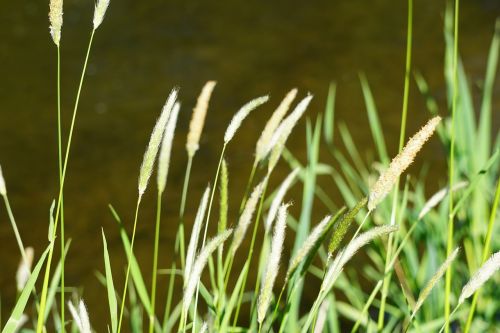 halme grasses river
