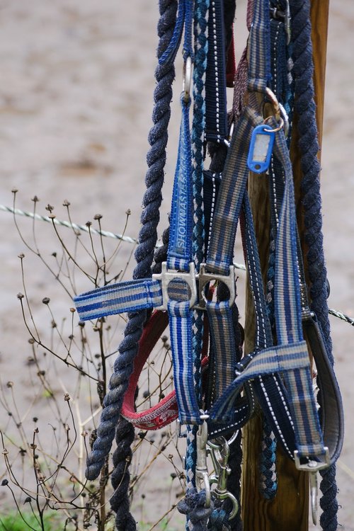 halter  horse  horses