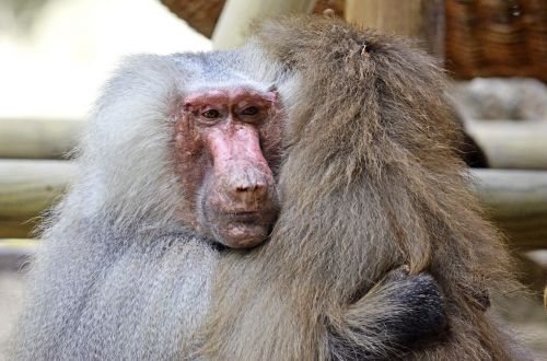 hamadryas baboon ape