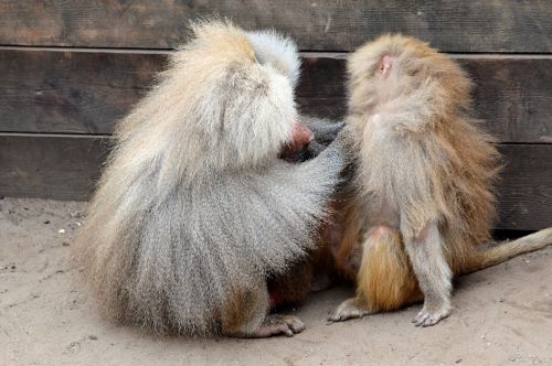 Hamadryas Baboons