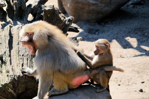 Hamadryas Baboons