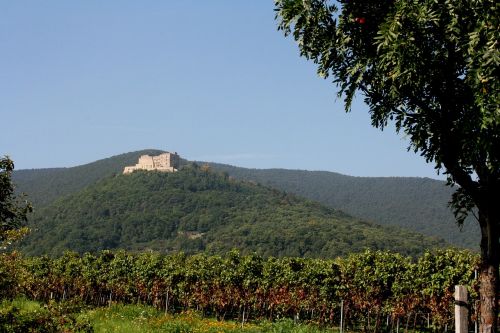 hambach castle palatinate wine
