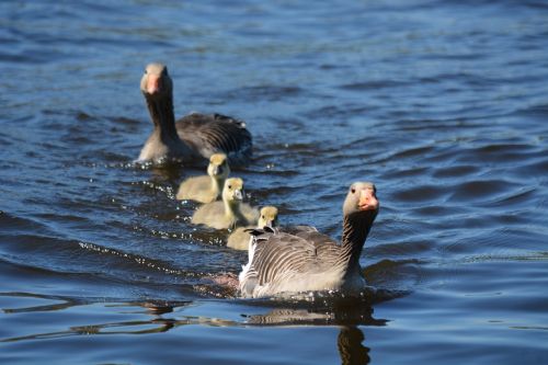 grey geese family waterfowl