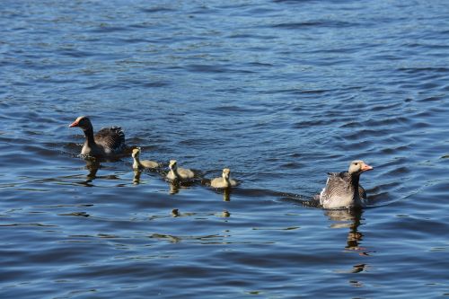 grey geese family waterfowl