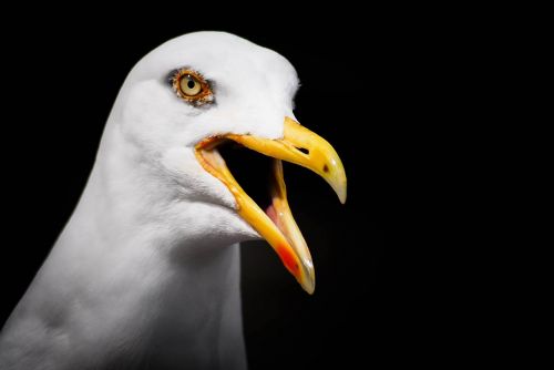 hamburg seagull alster