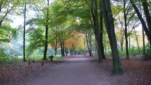 hamburg autumn trees