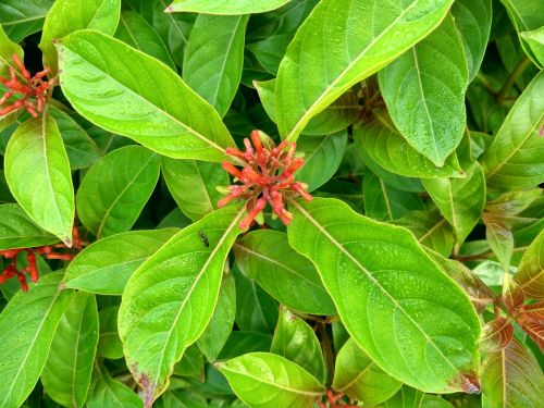 hamelia ornamental flowers bloom