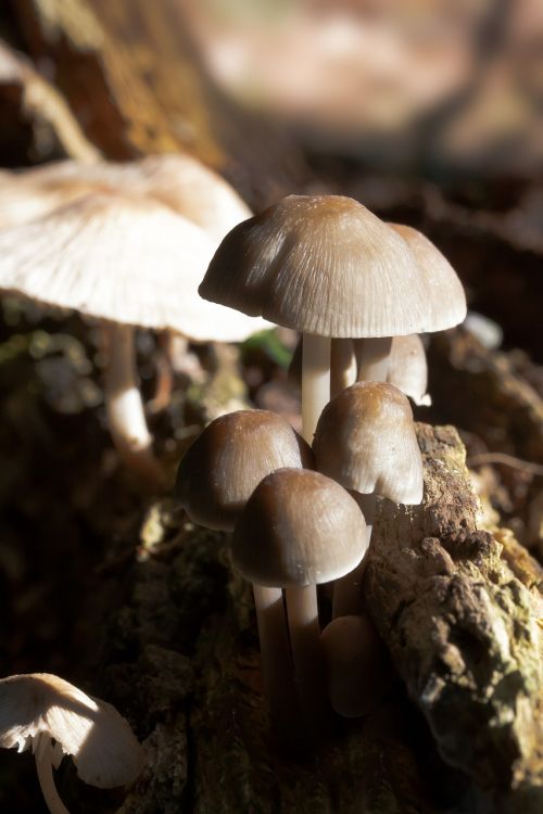 hamid mushrooms disc fungus