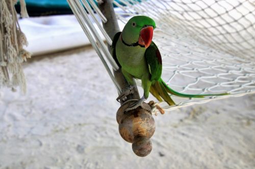 hammock sand parrot