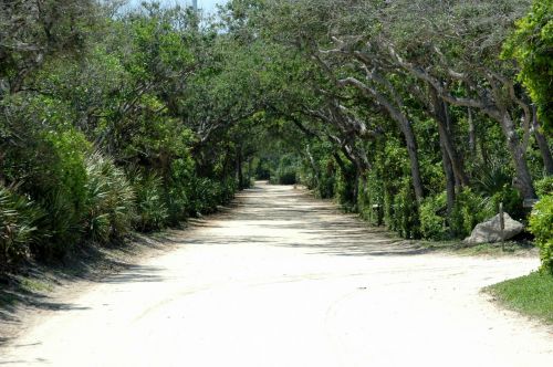 Hammock Trees