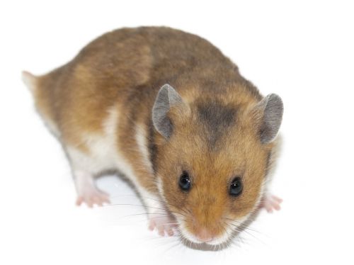 hamster rodent animal