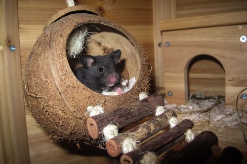 hamster coconut sleep