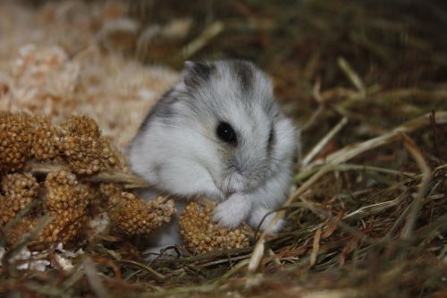 hamster animal cute