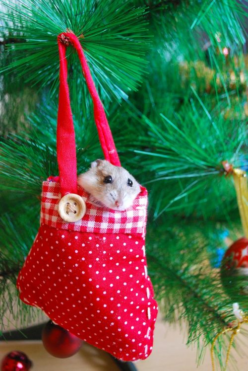 hamster new year decoration