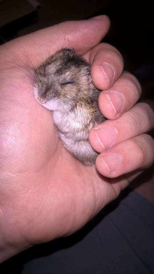 hamster animal small