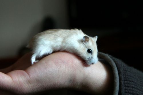 hamster animal hand