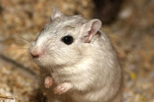 hamster mouse white