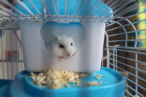 hamster rodent cage