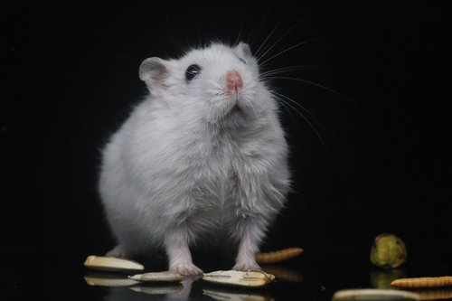 hamster  pets  small animals