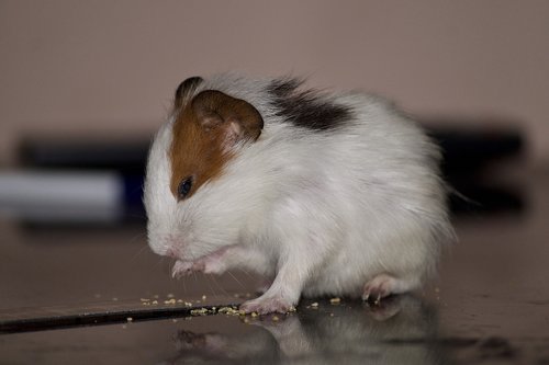 hamster  pet  eating