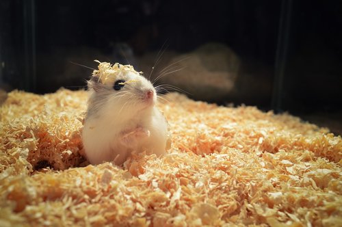 hamster  rodent  animal