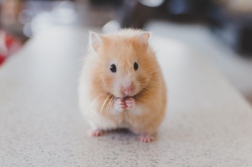 hamster pet animal