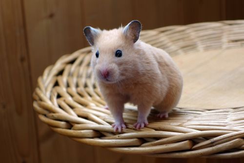 hamster animal chair