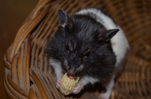 hamster nuts pet