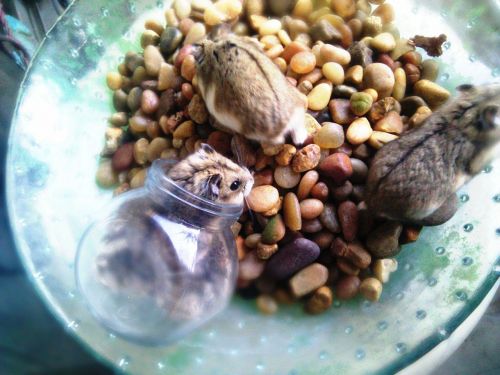 hamsters pebbles glass bowl
