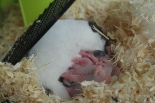 hamsters hamster baby
