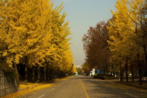 hanam city autumn landscape