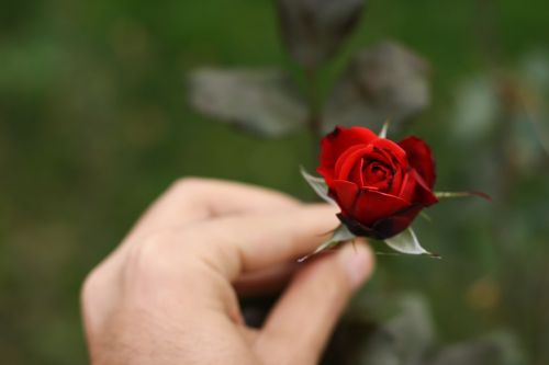 hand flower rose