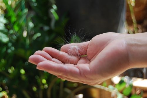 hand outdoors milkweed