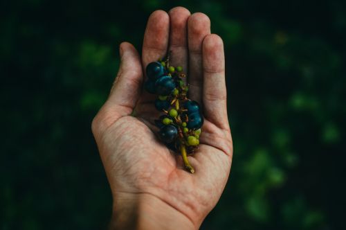 hand plant fruits