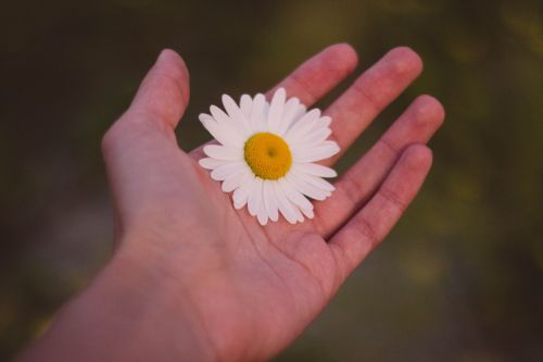 hand white flower