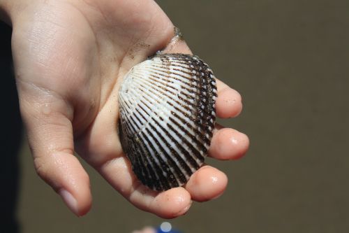 shell seashell shellfish