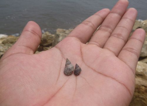 hand snail beach