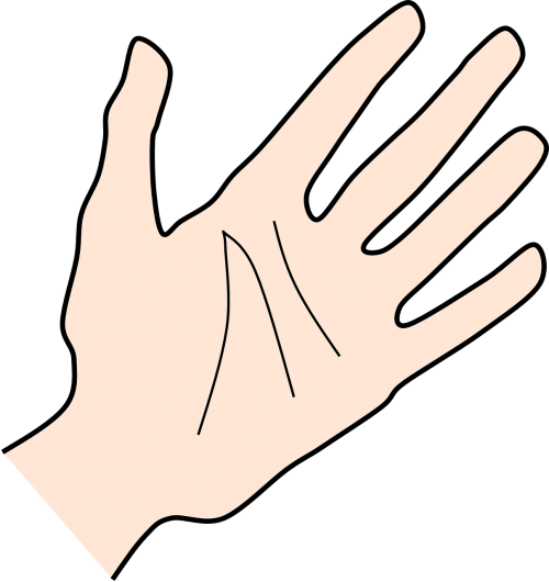 hand palm human
