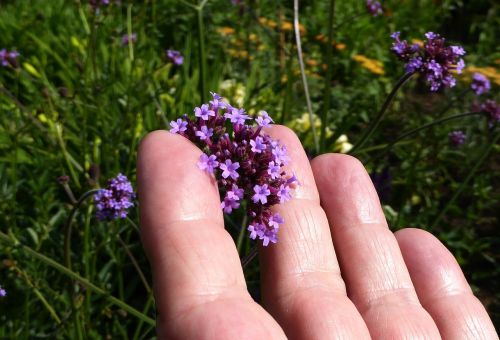 hand small flowers mini