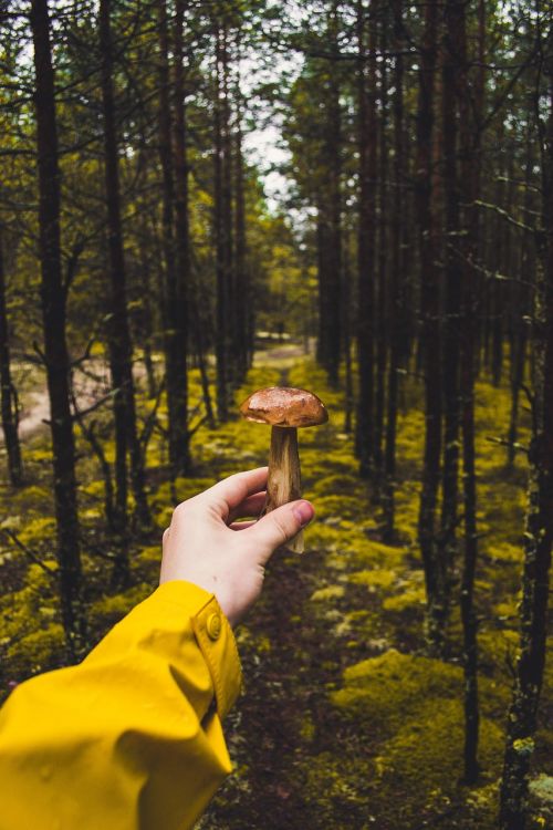 hand macro mushroom