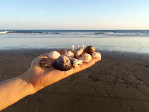 hand seashells ocean